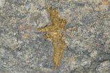Two Ordovician Starfish (Petraster?) Fossils - Morocco #180859-2